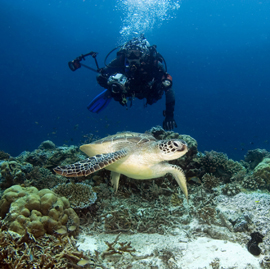 Capturing an Underwater Kodak Moment