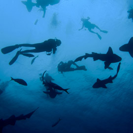 Swimming with the sharks after dive certification in Illinois