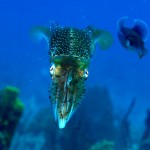 Grand Cayman by Steve Herrick